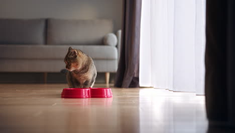 cat eating from bowl in living room