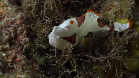 clown frogfish sitting on sea grass filmed from top