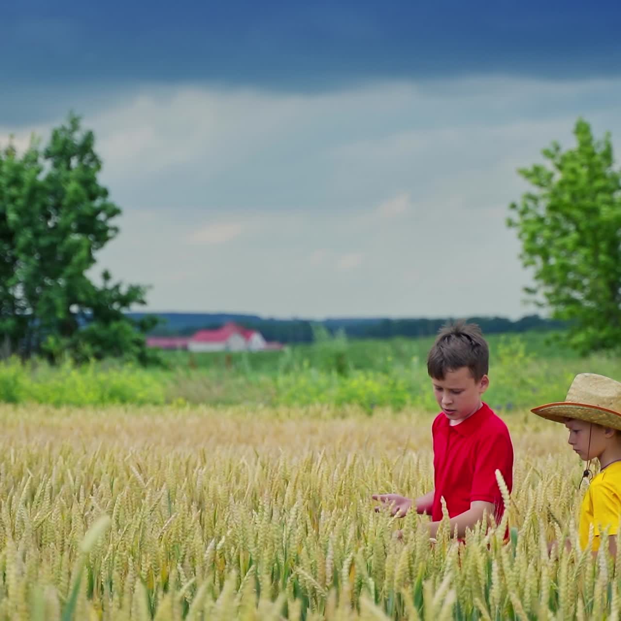 Little farmers walking on yellow field. Elder brother telling about agricultural plants to his younger brother. Slow motion.