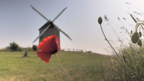 Poppies-sway-in-the-wind-against-a-blurred-background-of-an-old-windmill-on-a-hill