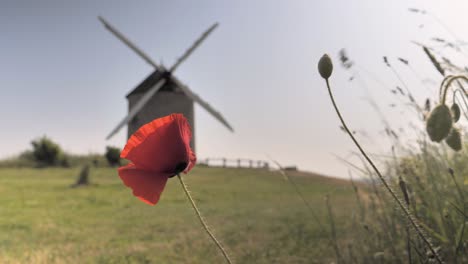 poppies sway in the wind against a blurred background of an old windmill on a hill