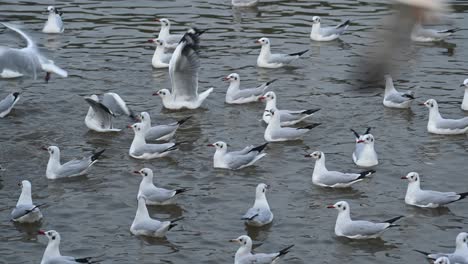 Una-Bandada-De-Gaviotas-Festejando-Con-La-Comida-Que-Les-Arrojan-Mientras-Flotan-En-El-Agua-En-El-Centro-Recreativo-Bang-Pu,-Samut-Prakan,-Tailandia