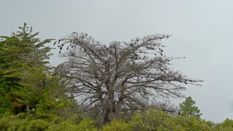 Tilt-down-shot-of-leafless-tree-transitioning-to-lush-green-bushes