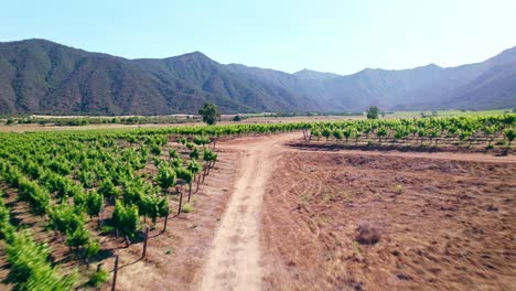 Fly-over-dolly-in-between-vines-in-a-trellis-formation-with-mountains-in-the-background,-Casablanca-Valley,-Chile