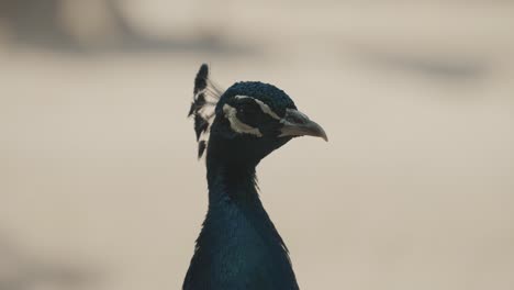 primer plano de impresionante pavo real azul con fondo bokeh