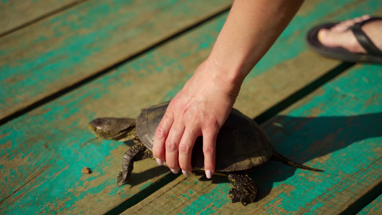 Hand releases turtle on a bridge. Tortoise walking away on old wooden bridge to the water in sunny day. Close-up.