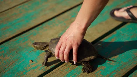 hand releases turtle on a bridge. tortoise walking away on old wooden bridge to the water in sunny day. close-up.