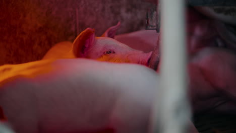 Pigs-At-Livestock-Agriculture-Farm-Pork-Production-Piglet-Breeding-At-Animal-Farm-4