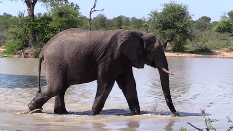 Toro-Elefante-Solitario-Camina-A-Través-De-Aguas-Poco-Profundas-Con-Bosque-Verde-En-El-Fondo