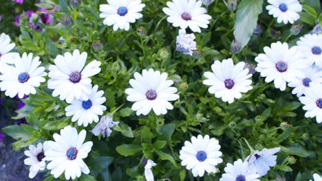 close-up-shot-of-colorful-daisy-flower-in-botanical-garden,-paston-color-daisy