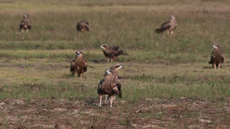 Cometa-De-Orejas-Negras-Milvus-Lineatus-Un-Individuo-En-El-Frente-Y-De-Repente-Uno-Llega-Cubriéndolo-Mientras-Otros-Toman-El-Sol-Y-Vuelan-Durante-La-Mañana,-Pak-Pli,-Nakhon-Nayok,-Tailandia