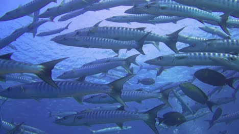 hermosas imágenes de un tornado de barrracudas que se desplazan de abajo hacia arriba mientras los peces circulan