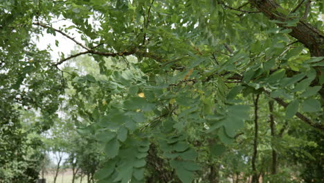 Primer-Plano,-Hojas-De-árbol,-En,-Fuerte-Viento