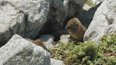 Rock-Hyrax-En-Las-Rocas-En-Una-Playa-En-Ciudad-Del-Cabo,-Sudáfrica---4k