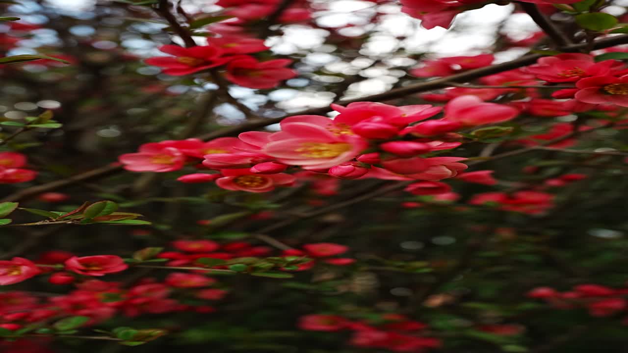 柔らかな自然を背景に、低木の枝に咲く赤い春の花々。