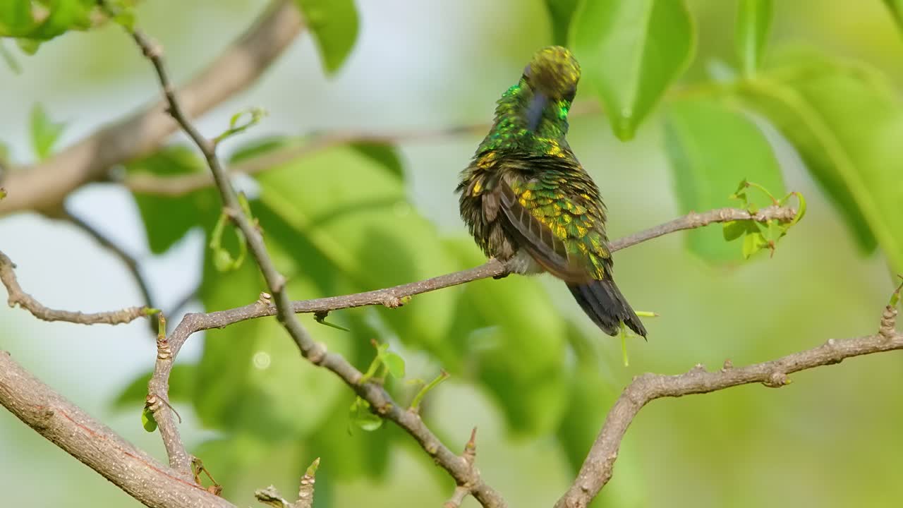 colibrí de esmeralda de cola azul vista de telefoto del pico limpiando las alas delicadas