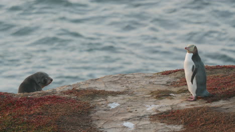 Pingüino-De-Ojos-Amarillos-Y-Cría-De-Foca-En-La-Costa-Rocosa-Al-Amanecer