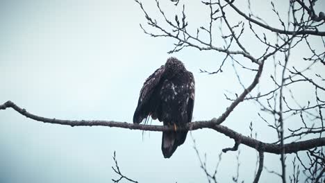 young bald eagle grooming feathers with beak