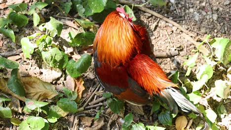 a vibrant rooster exploring its surroundings