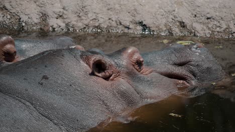 relaxing hippopotamus on a pond during sunny day