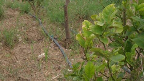 tubería de manguera negra única vista en el suelo para el sistema de riego por goteo en sindh, pakistán
