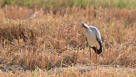 asian openbill stork, anastomus oscitans, nakhon nayok, thailand