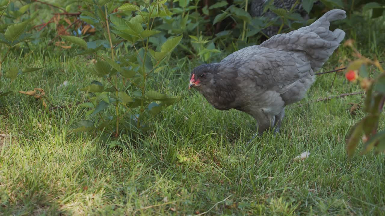 Slowmotion handheld of free-range chicken walking around outside eating bugs and looking at camera