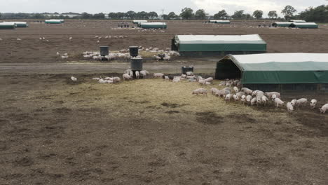 a pig farm with muddy fields and animals feeding