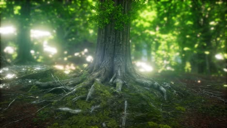 sun light in the green forest