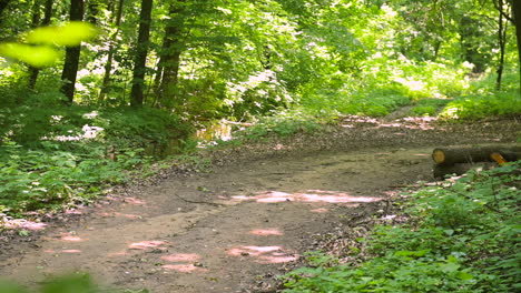 deux sportives courant dans les bois 1