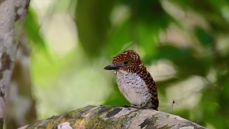 un martín pescador de árboles y una de las aves más hermosas que se encuentran en tailandia dentro de las selvas tropicales