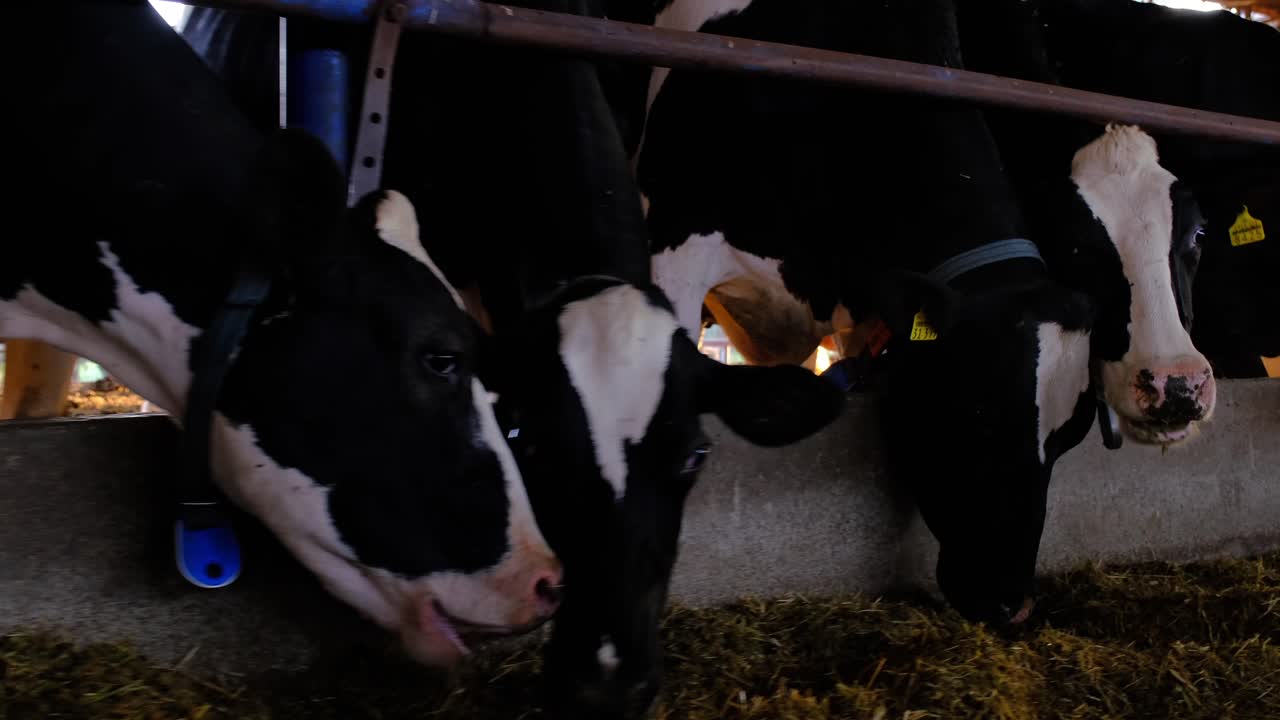 Turkey, on the cow farm, cows eating, milking cows, milking, milk