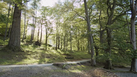 panning shot of english woodland with golden hour, lens flares, cumbria