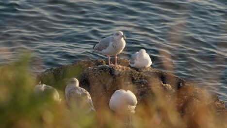 Un-Grupo-De-Gaviotas-Encaramadas-En-Las-Rocas-Junto-Al-Mar-En-Bretaña,-Disfrutando-De-La-última-Luz-Del-Sol-Poniente