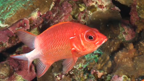 red sea squirrelfish  close up on coral reef