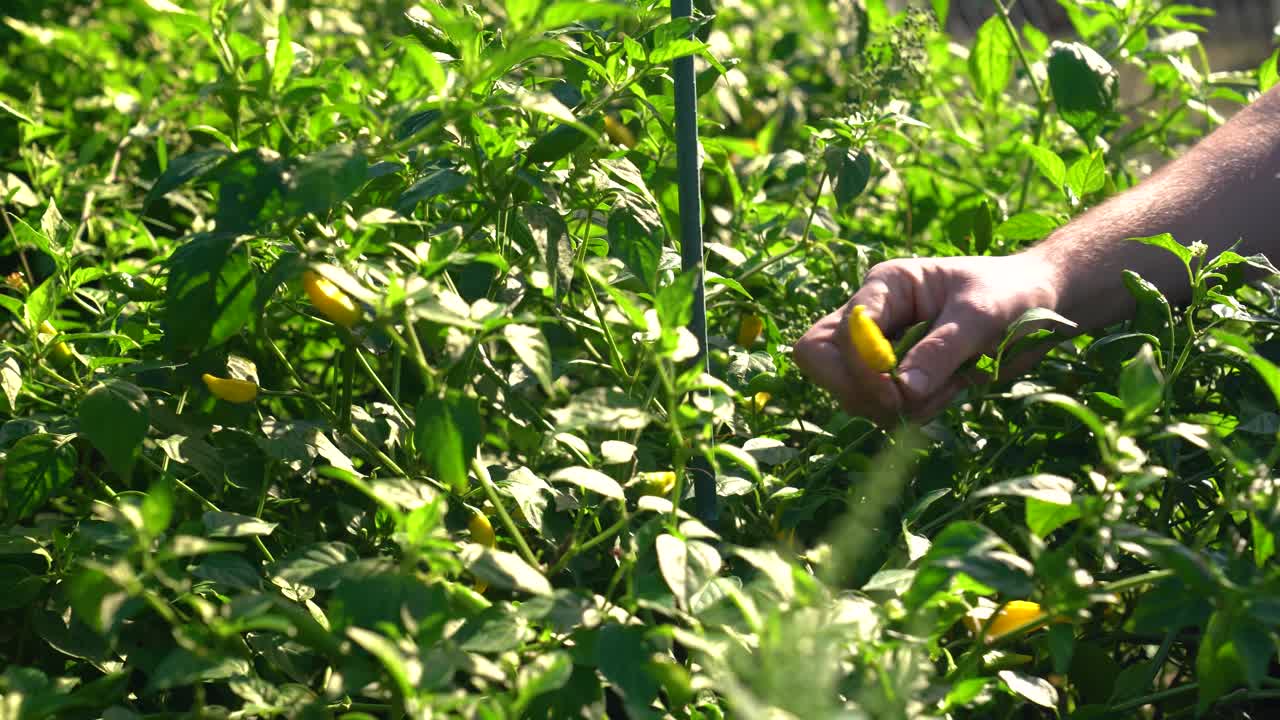 Close-up of Hand Picking Yellow Chili Peppers from Plant
