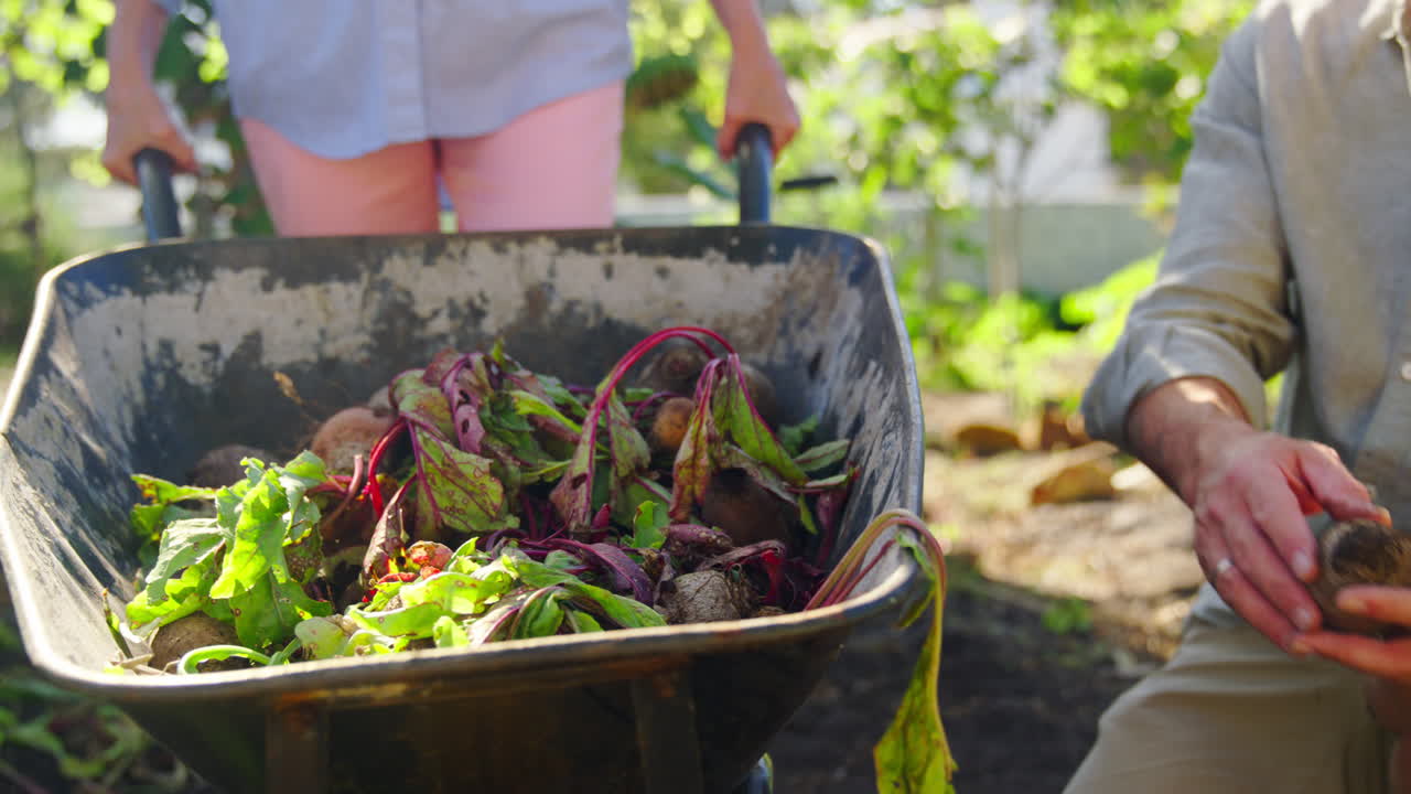 pareja de jubilados que trabajan en el huerto o en la parcela con carretilla en casa recogiendo remolacha
