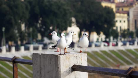 black-headed gull with adult winter plumage resting by the river adige in the historic city of verona, italy