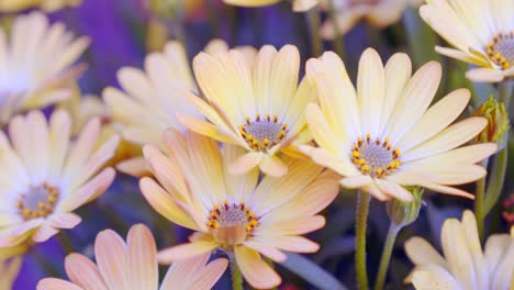 Nahaufnahme-Einer-Bunten-Gänseblümchenblume-Im-Botanischen-Garten,-Pastonfarbenes-Gänseblümchen