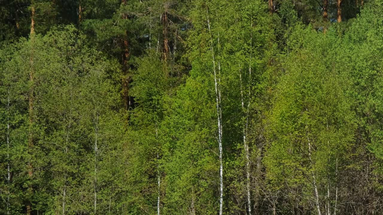 abedul en el fondo de un bosque de coníferas. abedules verdes, pinos y abetos balanceándose en el viento en un día cálido y soleado. naturaleza de rusia, parque nacional. imágenes en cámara lenta de 4k en primer plano.