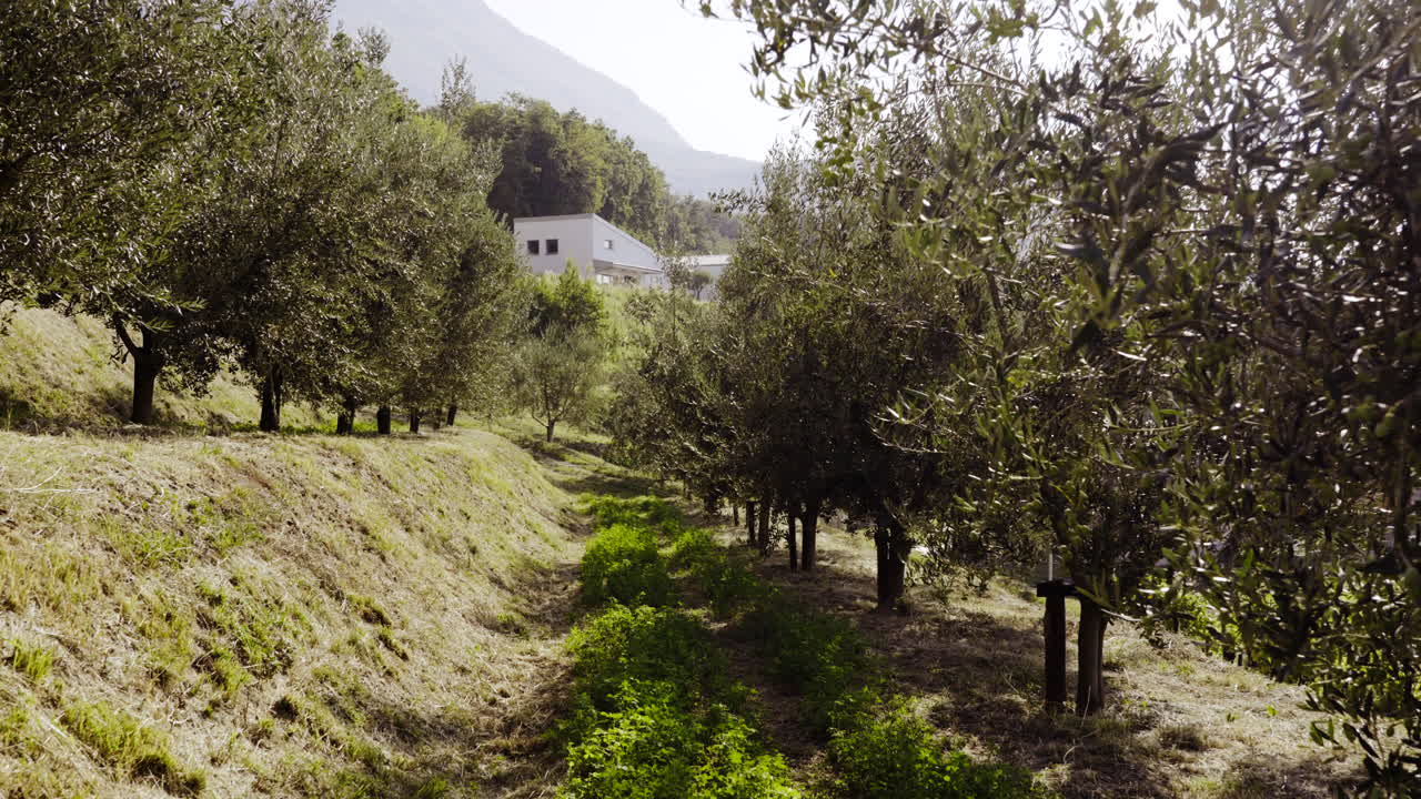 Olive Grove on a Hillside
