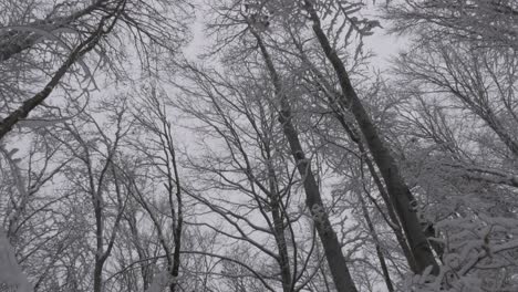 bosque nevado