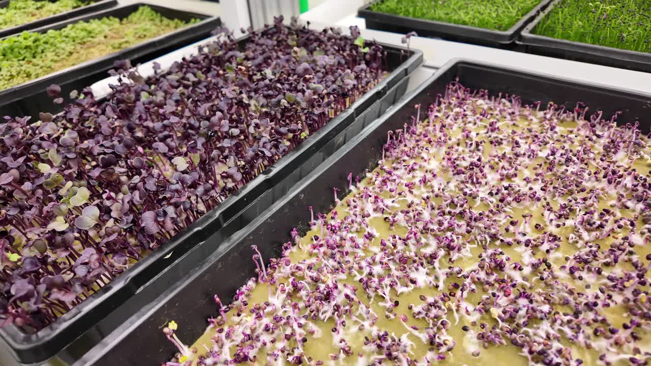 Indoor farming concept with thriving flowers and plants