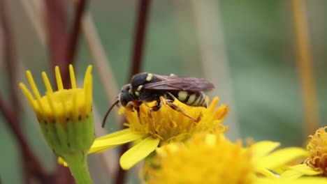 closeup of a solitary wasp searching a ragwort flower for nectar