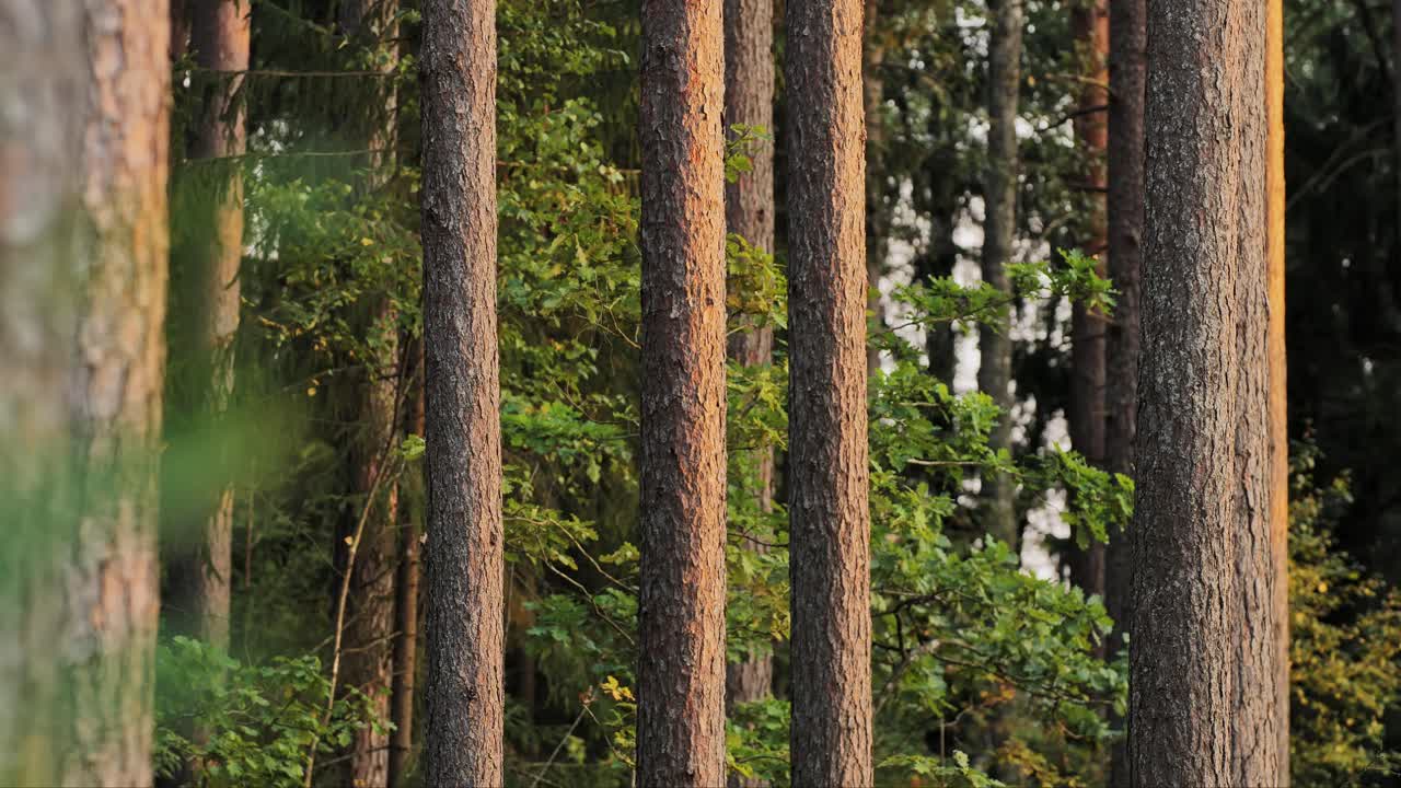 majestuosos pinos en un bosque exuberante