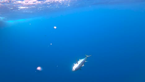 underwater view of a bluefin tuna next to a boat