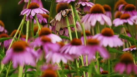 field of echinacea