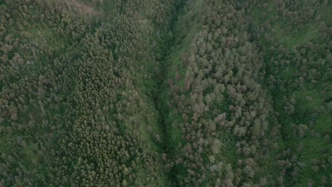 Fliegen-Sie-über-Die-Baumwipfel-Eines-Tropischen-Waldes-Mit-Einer-Schlucht-In-Der-Mitte