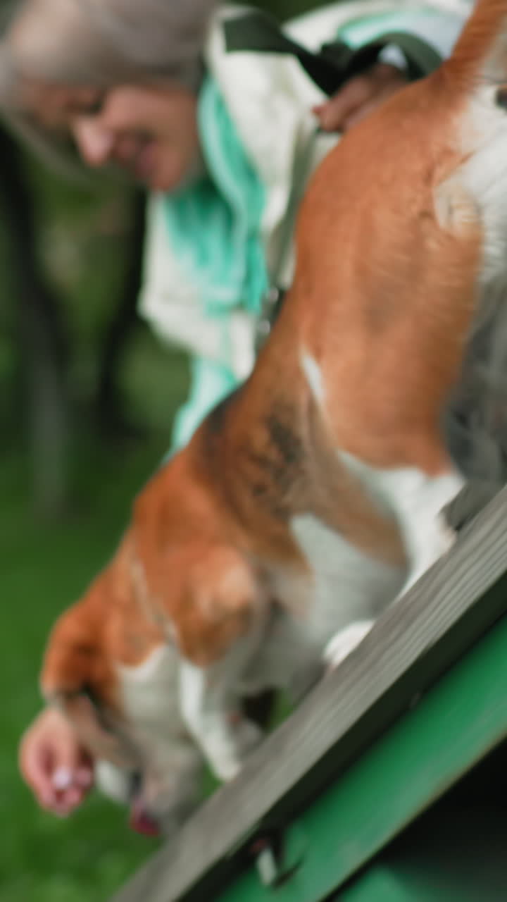 잎이 무성한 공원에서 흰색 옷을 입은 여성이 널빤지 위의 비글을 램프로 부드럽게 인도하고, 나이 든 주인이 균형과 복종을 가르치는 동안 목줄을 잡고 있으며, 따뜻하고 지지적인 분위기, 차분한 동반자 관계와 꾸준한 신뢰가 느껴집니다.