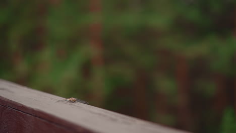 cute dragonfly flies up from wooden beam in green park